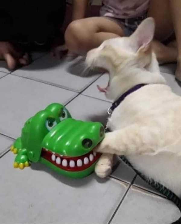 Get Ready For Funny Animals – Part 14 (42 photos)