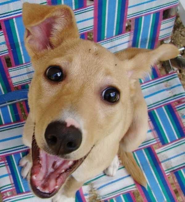 Get Ready For Funny Animals – Part 17 (44 photos)