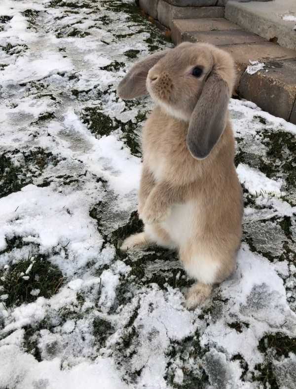 funny animals 28 13 600x788 Get Ready For Funny Animals – Part 20 (42 photos)