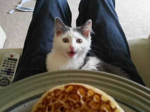 funny animals 28 14 600x450 Get Ready For Funny Animals – Part 21 (50 photos)