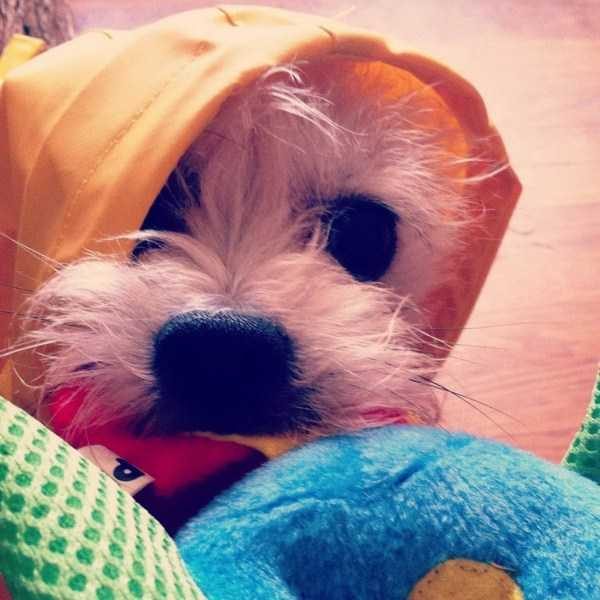 Get Ready For Funny Animals – Part 22 (45 photos)