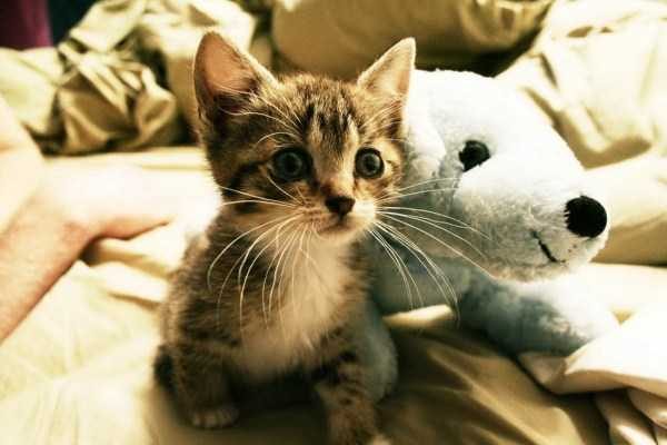 funny animals 28 5 600x400 Get Ready For Funny Animals – Part 12 (49 photos)