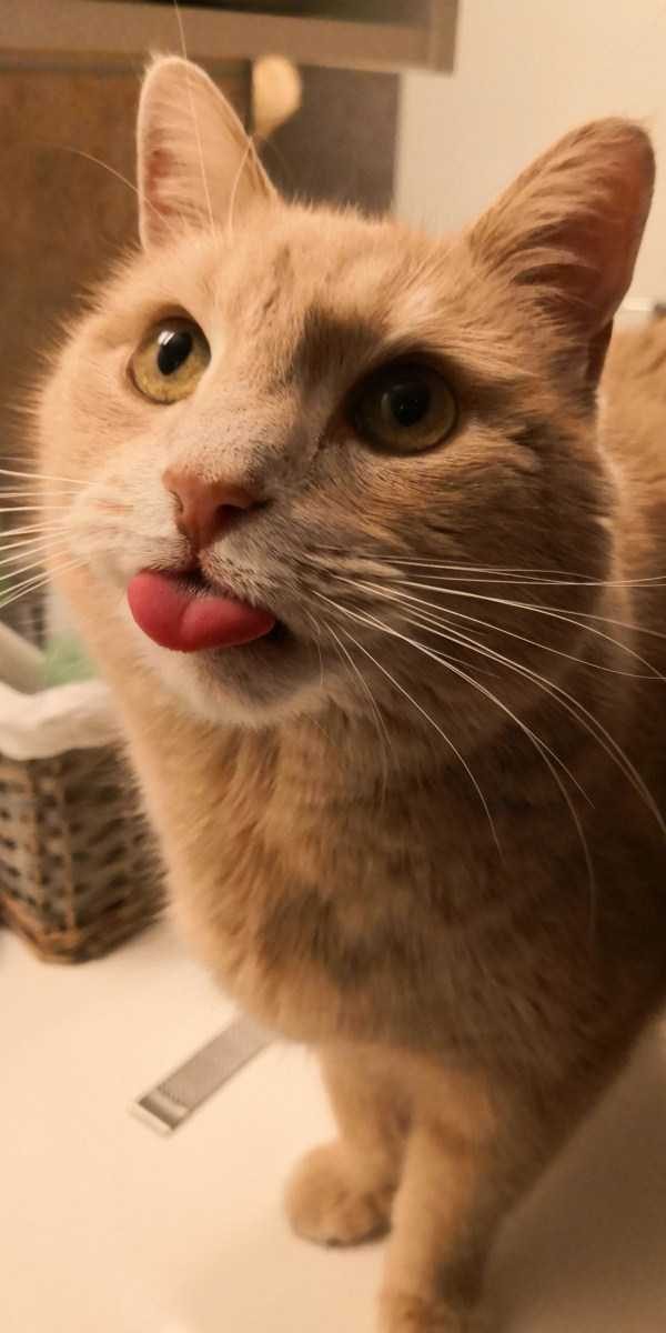 funny animals 29 13 600x1200 Get Ready For Funny Animals – Part 20 (42 photos)