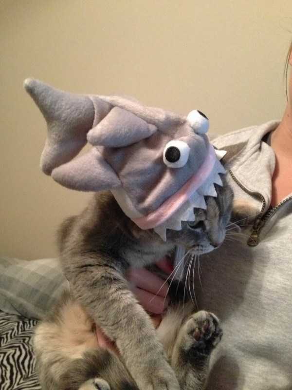 funny animals 29 14 600x800 Get Ready For Funny Animals – Part 21 (50 photos)