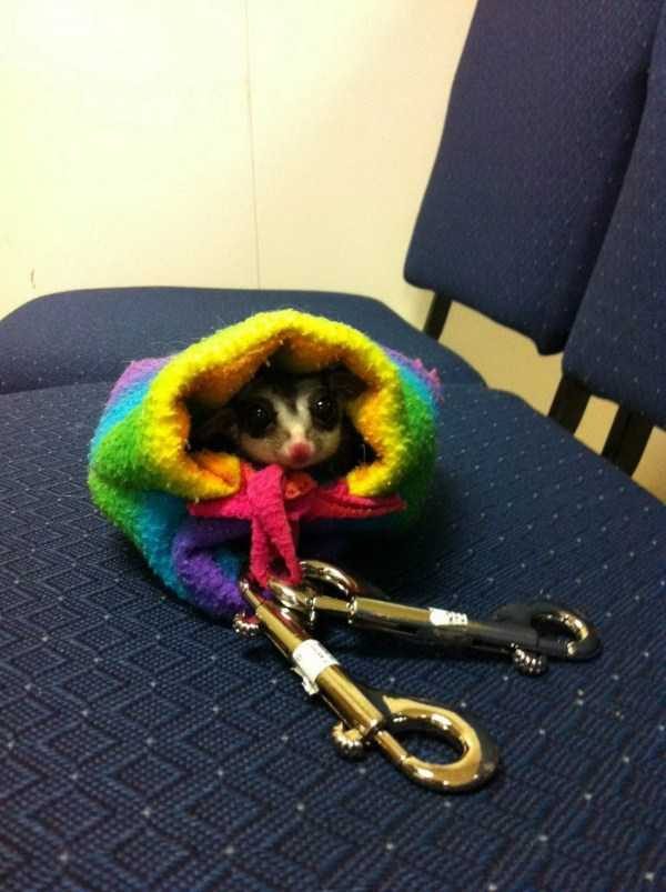 Get Ready For Funny Animals – Part 22 (45 photos)