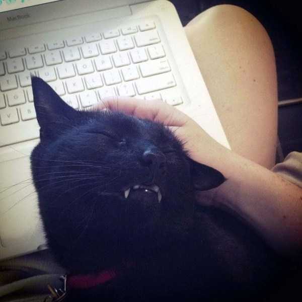 funny animals 29 17 600x600 Get Ready For Funny Animals – Part 24 (50 photos)