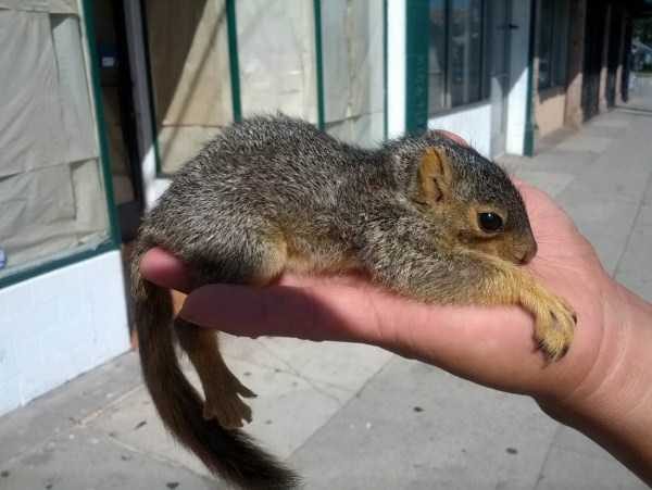 funny animals 29 5 600x451 Get Ready For Funny Animals – Part 12 (49 photos)