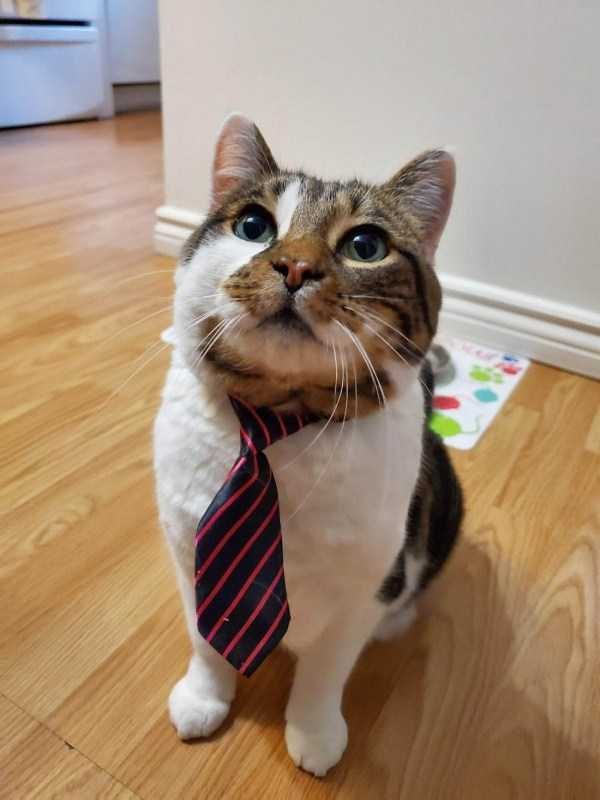 funny animals 3 17 600x800 Get Ready For Funny Animals – Part 24 (50 photos)