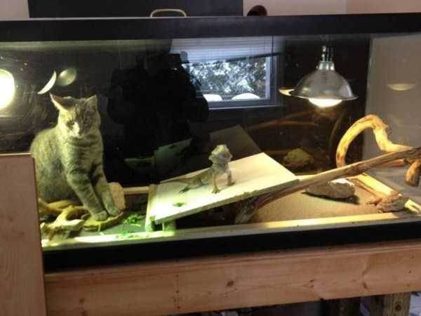 Get Ready For Funny Animals – Part 13 (46 photos)