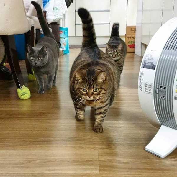 Get Ready For Funny Animals – Part 17 (44 photos)