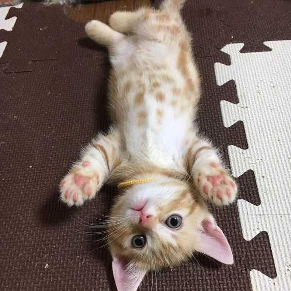 funny animals 30 13 600x600 Get Ready For Funny Animals – Part 20 (42 photos)