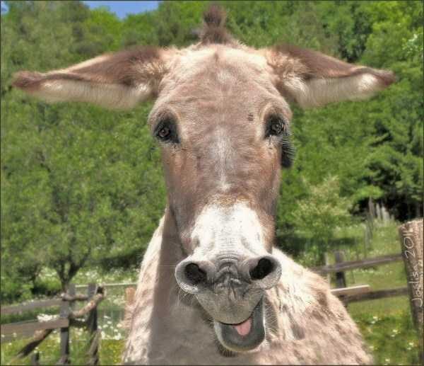 Get Ready For Funny Animals – Part 22 (45 photos)