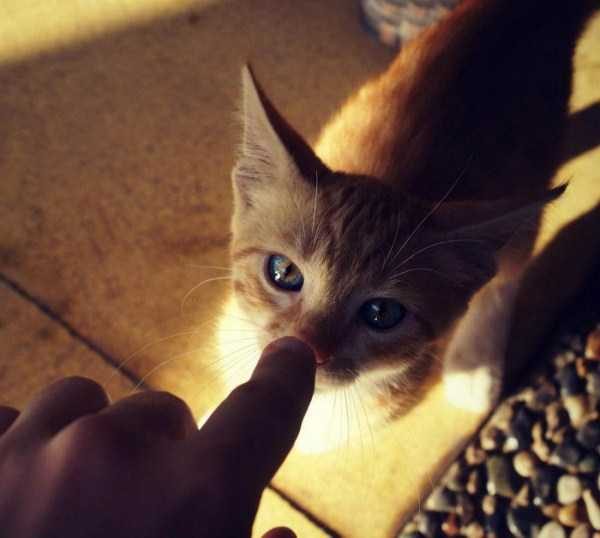 funny animals 30 17 600x538 Get Ready For Funny Animals – Part 24 (50 photos)