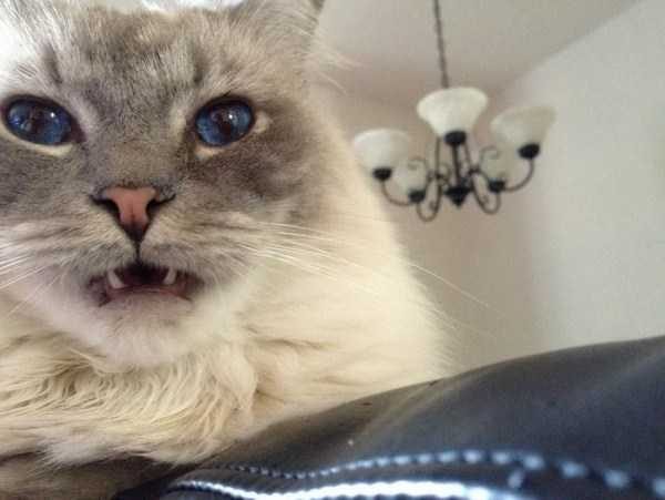 funny animals 30 5 600x451 Get Ready For Funny Animals – Part 12 (49 photos)