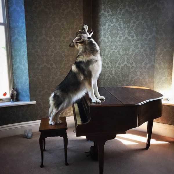 Get Ready For Funny Animals – Part 17 (44 photos)