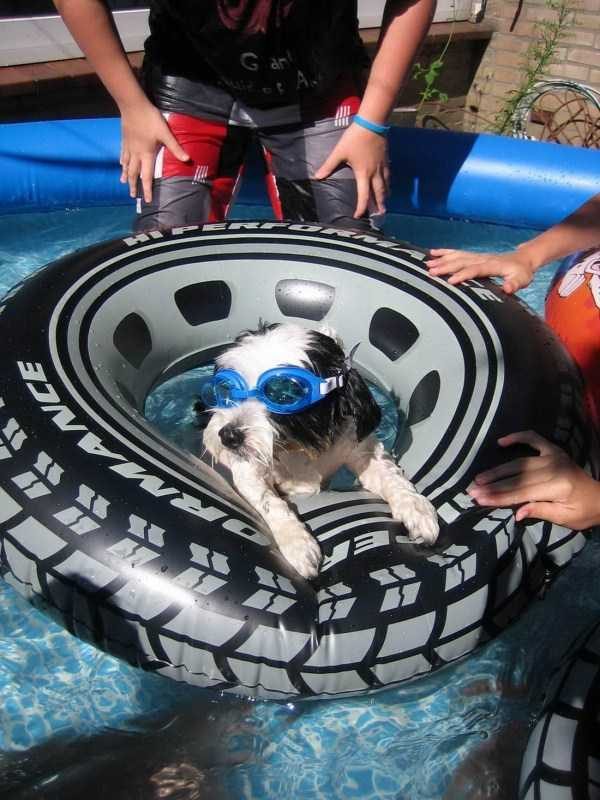 funny animals 31 14 600x800 Get Ready For Funny Animals – Part 21 (50 photos)