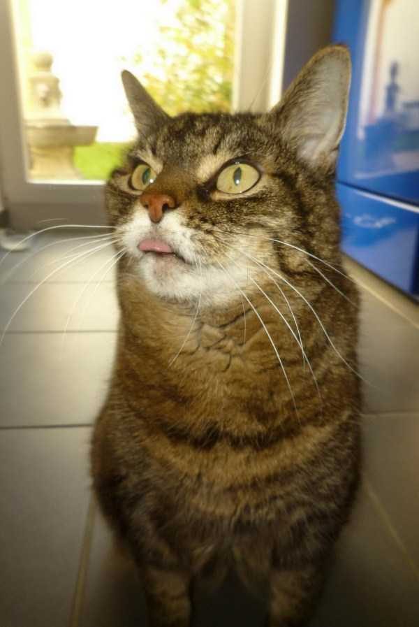 Get Ready For Funny Animals – Part 22 (45 photos)