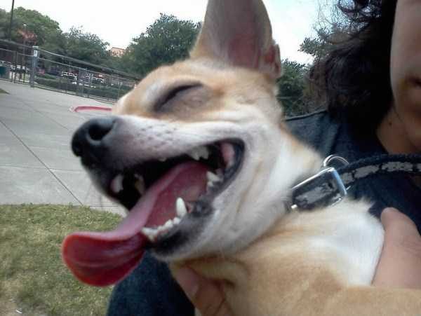 funny animals 31 5 600x451 Get Ready For Funny Animals – Part 12 (49 photos)