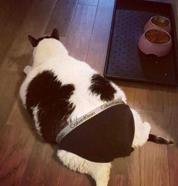 Get Ready For Funny Animals – Part 13 (46 photos)