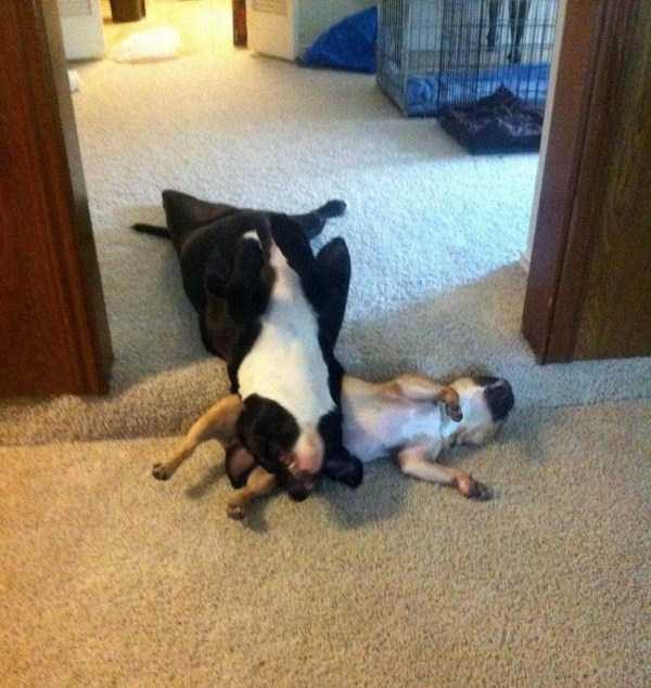 Get Ready For Funny Animals – Part 17 (44 photos)