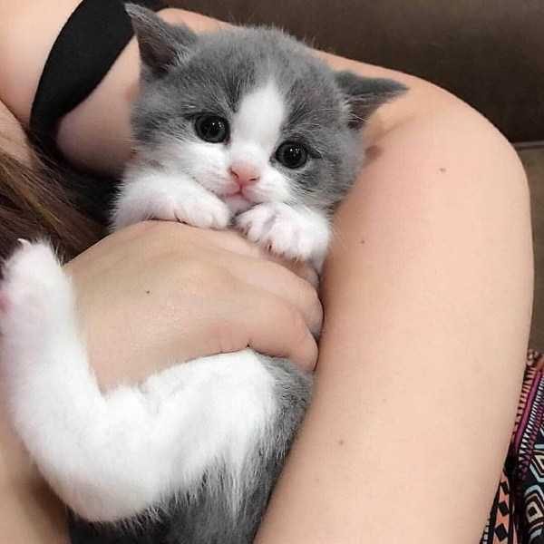 funny animals 32 13 600x600 Get Ready For Funny Animals – Part 20 (42 photos)