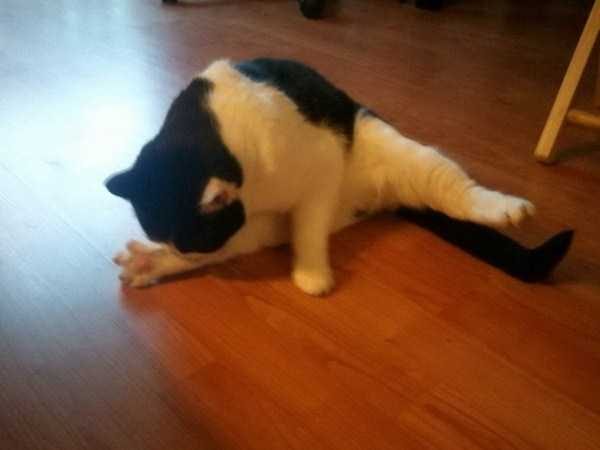 funny animals 32 14 600x450 Get Ready For Funny Animals – Part 21 (50 photos)