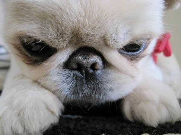 funny animals 32 5 600x449 Get Ready For Funny Animals – Part 12 (49 photos)