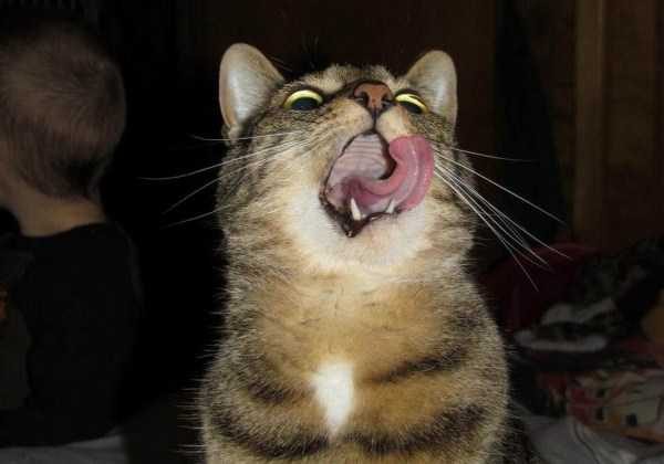 funny animals 33 15 600x420 Get Ready For Funny Animals – Part 21 (50 photos)