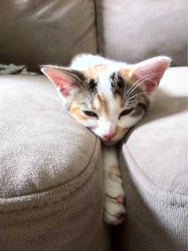 Get Ready For Funny Animals – Part 22 (45 photos)