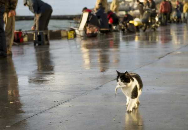 funny animals 33 18 600x416 Get Ready For Funny Animals – Part 24 (50 photos)