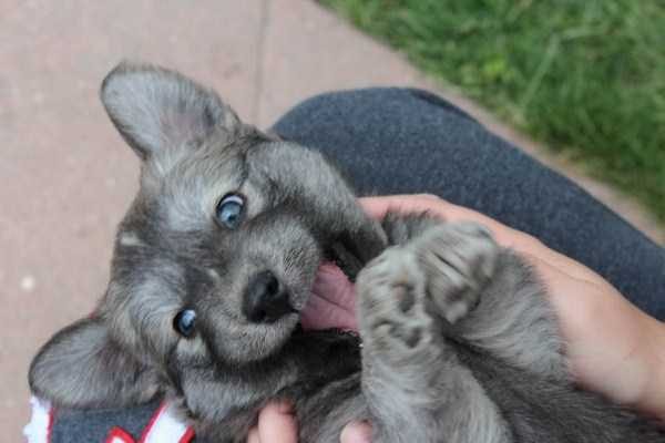 funny animals 33 5 600x400 Get Ready For Funny Animals – Part 12 (49 photos)