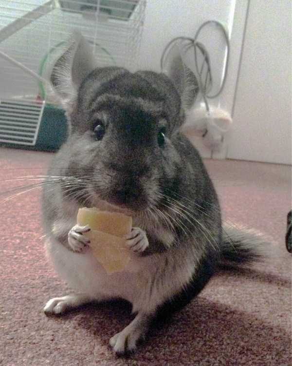 funny animals 34 14 600x751 Get Ready For Funny Animals – Part 21 (50 photos)