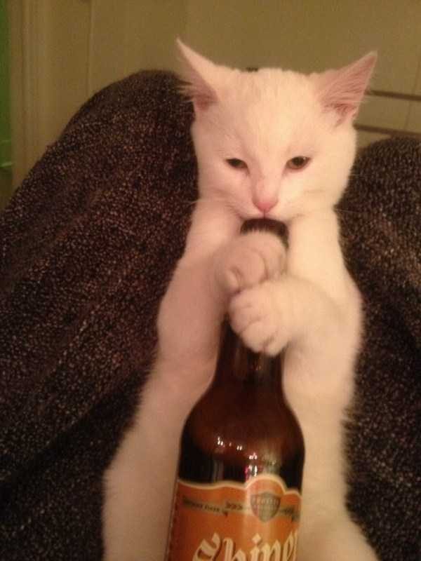 Get Ready For Funny Animals – Part 22 (45 photos)