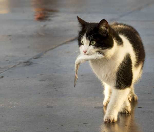 funny animals 34 17 600x517 Get Ready For Funny Animals – Part 24 (50 photos)