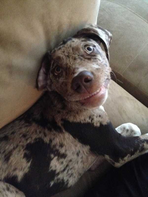 funny animals 34 5 600x800 Get Ready For Funny Animals – Part 12 (49 photos)