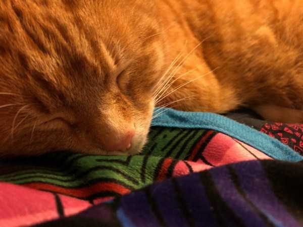 Get Ready For Funny Animals – Part 17 (44 photos)