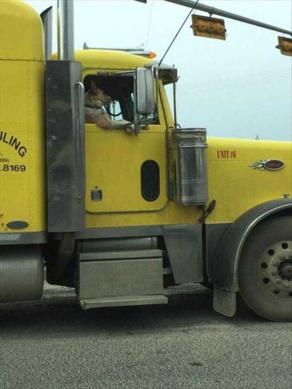 funny animals 35 13 600x798 Get Ready For Funny Animals – Part 20 (42 photos)