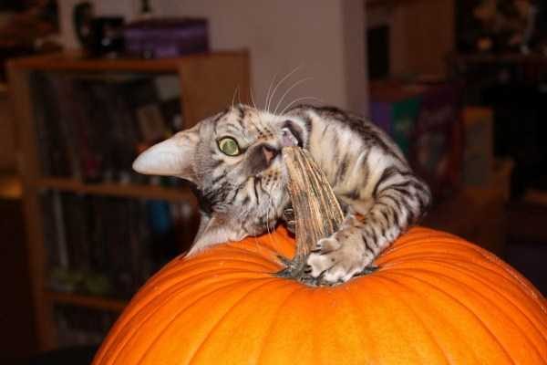 Get Ready For Funny Animals – Part 22 (45 photos)