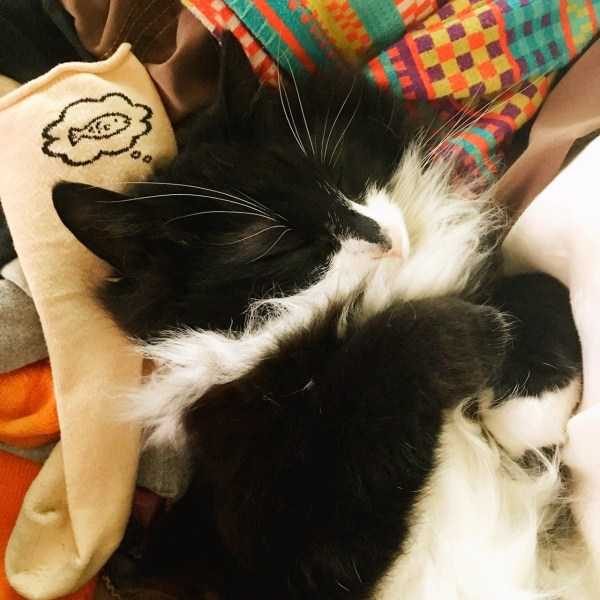 funny animals 35 17 600x600 Get Ready For Funny Animals – Part 24 (50 photos)