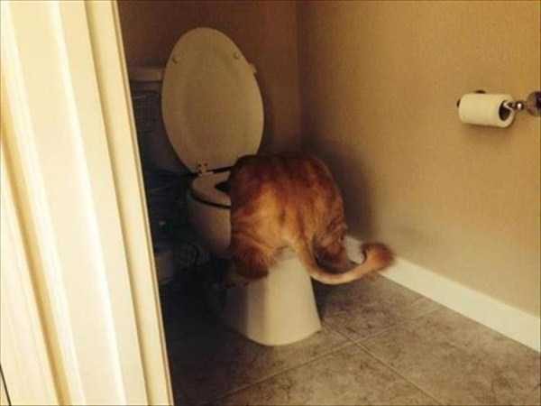 funny animals 36 13 600x450 Get Ready For Funny Animals – Part 20 (42 photos)