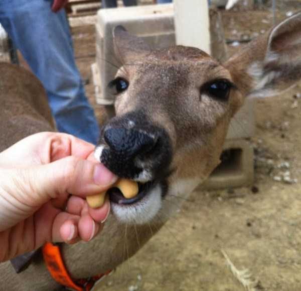 funny animals 36 14 600x579 Get Ready For Funny Animals – Part 21 (50 photos)