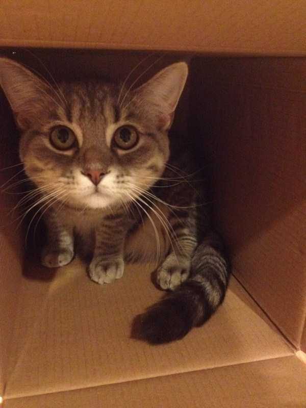 Get Ready For Funny Animals – Part 22 (45 photos)