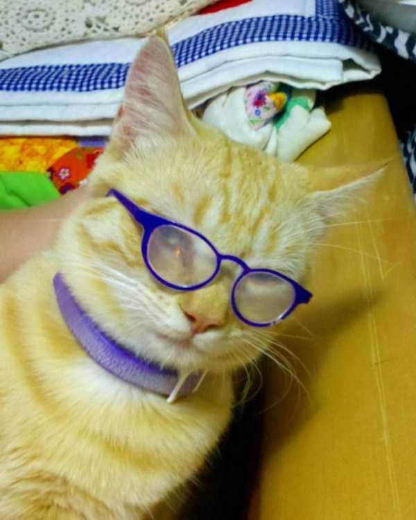 funny animals 37 14 600x749 Get Ready For Funny Animals – Part 21 (50 photos)