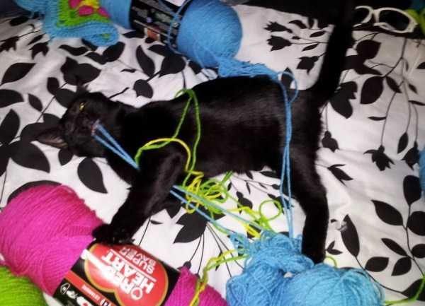 Get Ready For Funny Animals – Part 22 (45 photos)