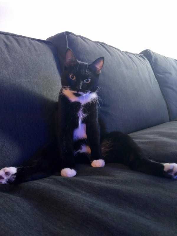 funny animals 37 17 600x800 Get Ready For Funny Animals – Part 24 (50 photos)