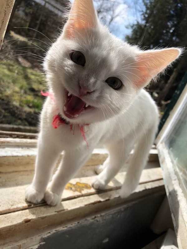 Get Ready For Funny Animals – Part 13 (46 photos)