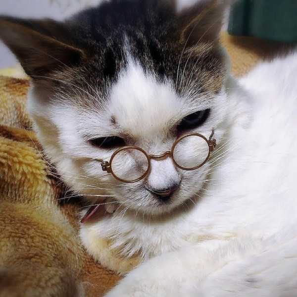 Get Ready For Funny Animals – Part 17 (44 photos)