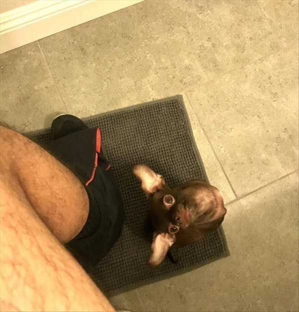 funny animals 38 13 600x626 Get Ready For Funny Animals – Part 20 (42 photos)