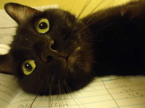 funny animals 38 14 600x450 Get Ready For Funny Animals – Part 21 (50 photos)