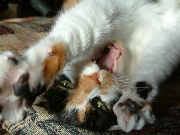 Get Ready For Funny Animals – Part 22 (45 photos)